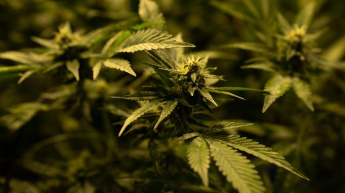 Vad är skillnaden mellan CBD-olja och THC-olja? illustration